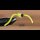 Squirmy Wormy Handgebunden Gelb